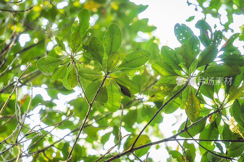 泰国Prachuap Khiri Khan，在热带雨林中拍摄的红树林。